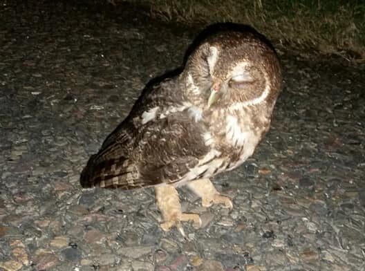 A photo of a pygmy owl in Belize durring a night hike guided tour