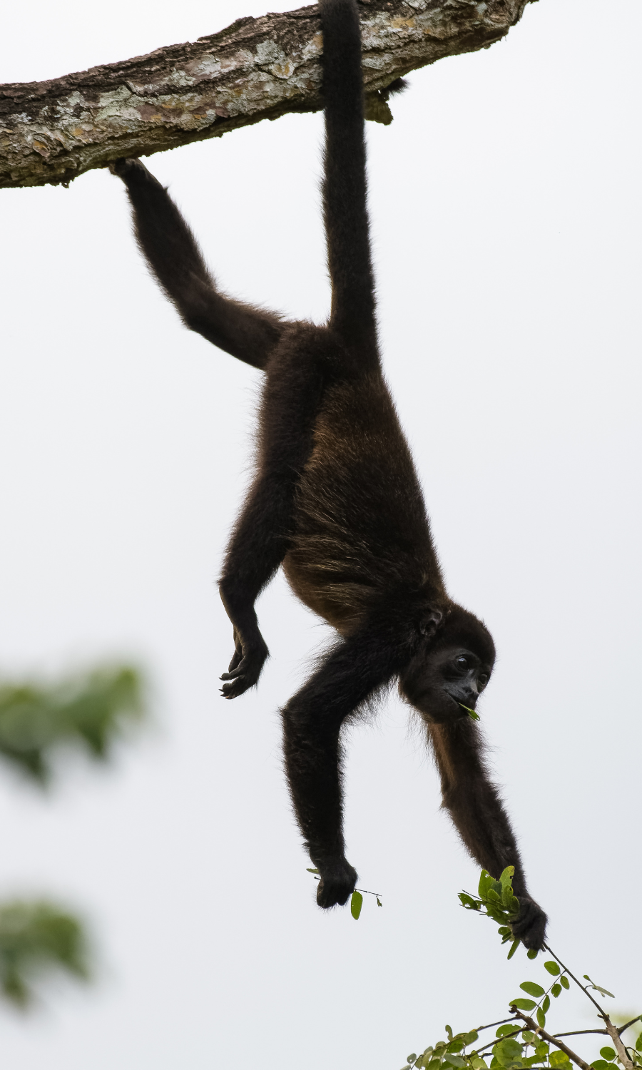 A photo of a black howler monkey in Belize hanging from a branch by its tail and one leg and reaching for some leaves below
