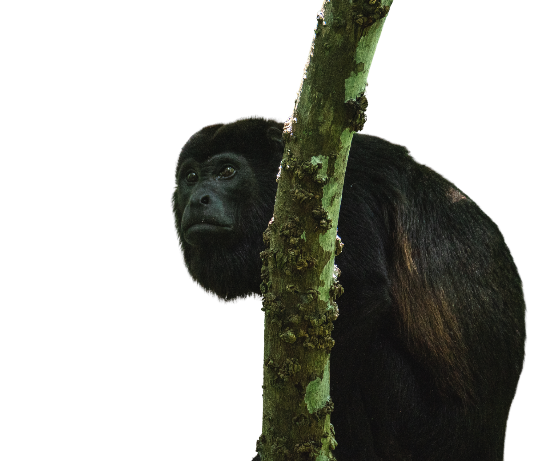 An image of a black howler monkey in Belize at a 3/4ths view behind a tree branch