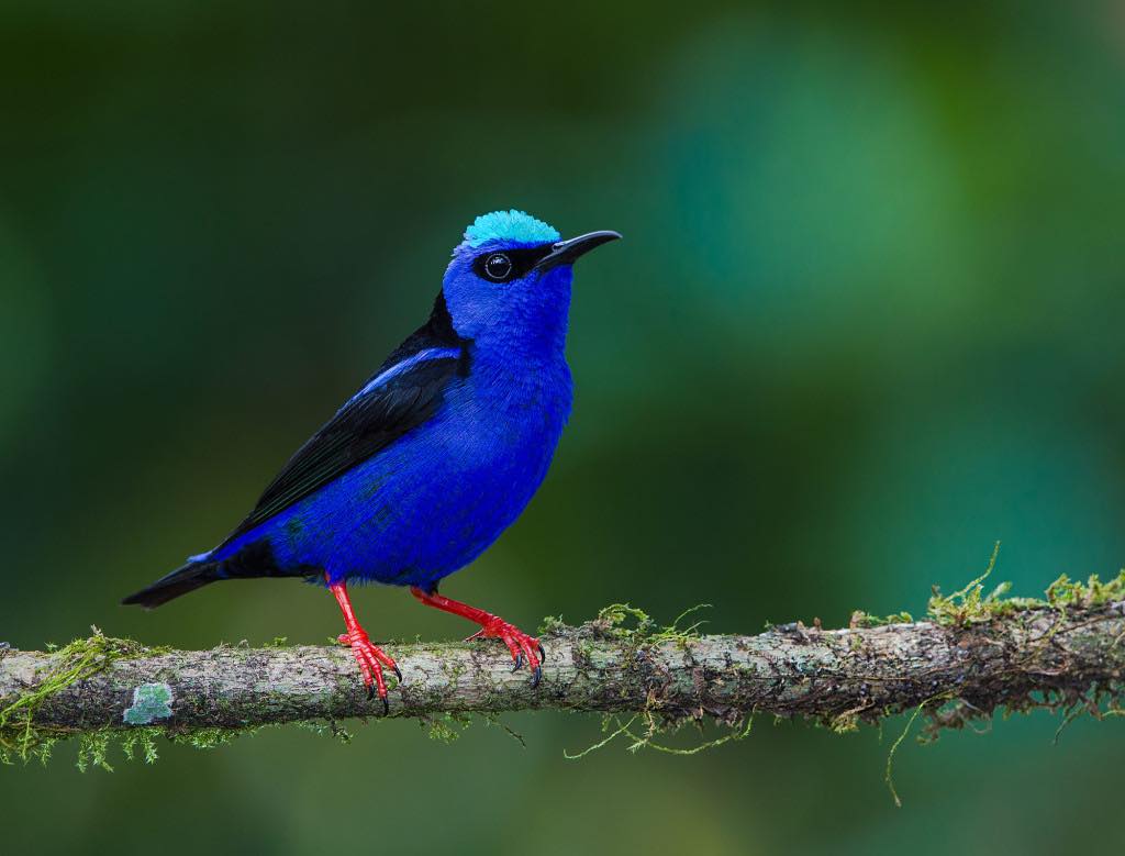 A photo of a little blue bird with a black mask and black wings and red legs standing on a branch in front of a green background in Belize. The bird is a red-legged honeycreeper